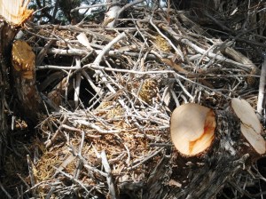 NestCloseUpWL