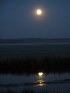 MoongoldVerticalwl