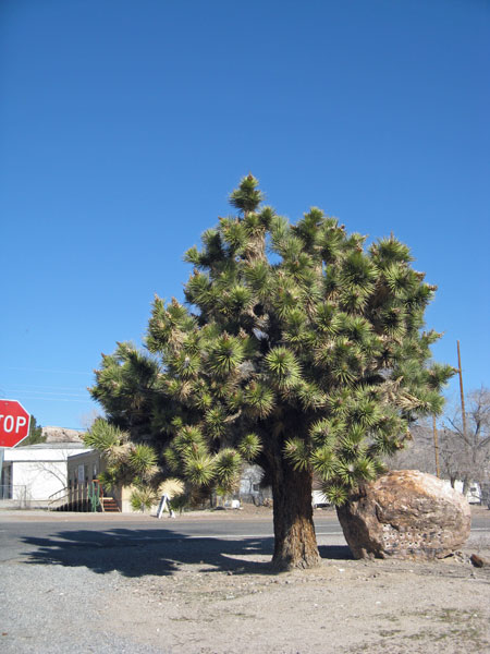 joshuatree3beattywjog