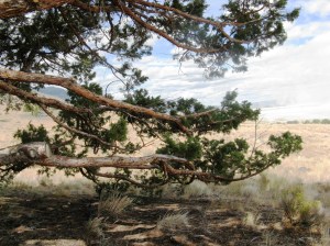 CedarBranchesWL