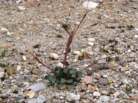 desertbloom2day13w