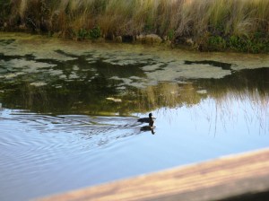 Ducks