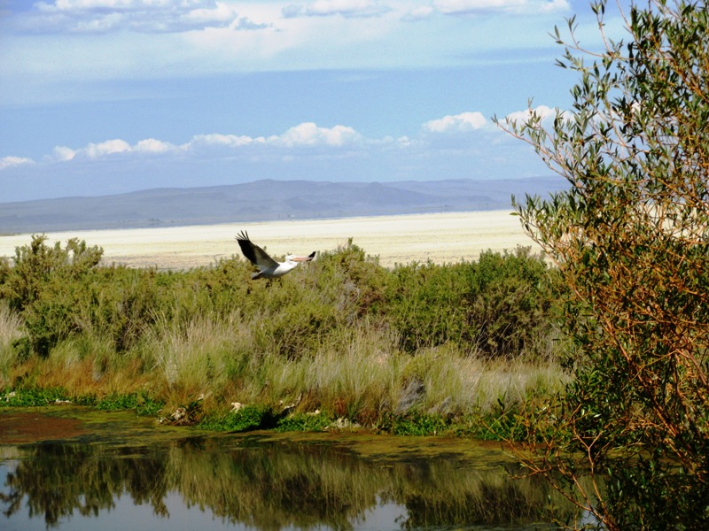 PelicanFlyingWL
