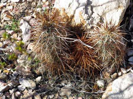 newcactusw newcactusw