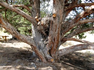 TreeAndNestWL