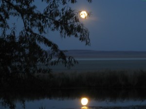 MoonGold1