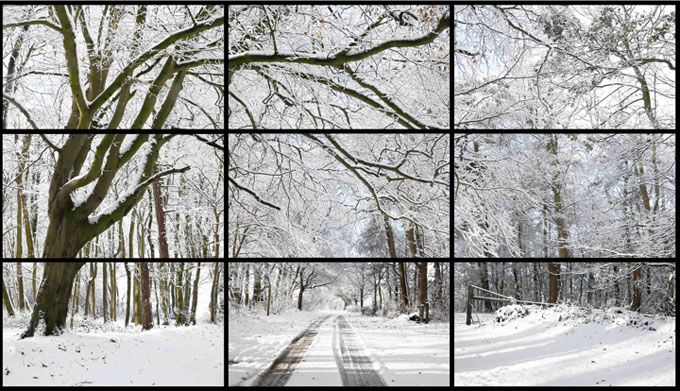 HockneyWoldgateWoodsWi_680web