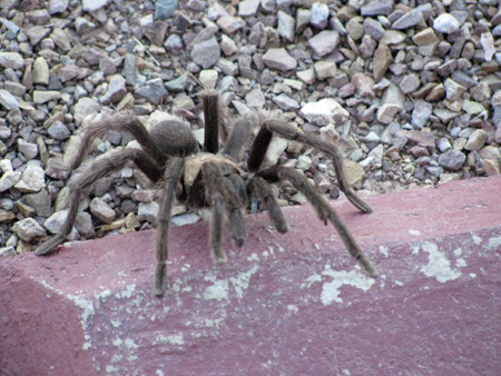 TarantulaWelcomew