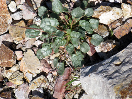 day10violetlookingplantw day10violetlookingplantw