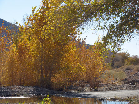 TurkeyAmargosa2W