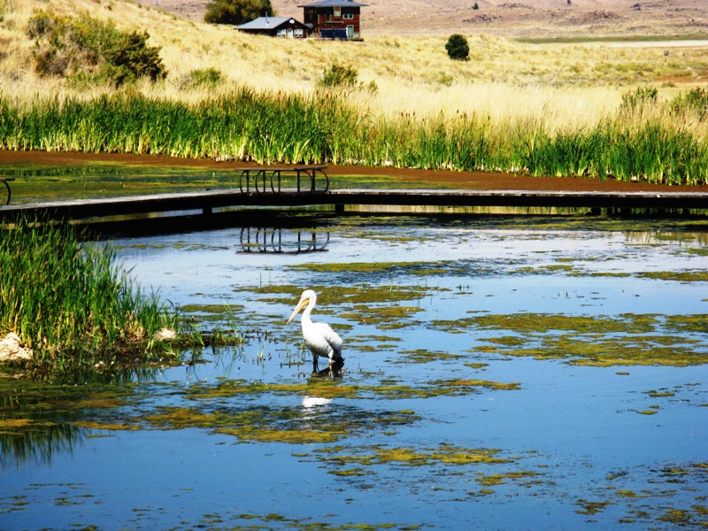PelicanStandingWL